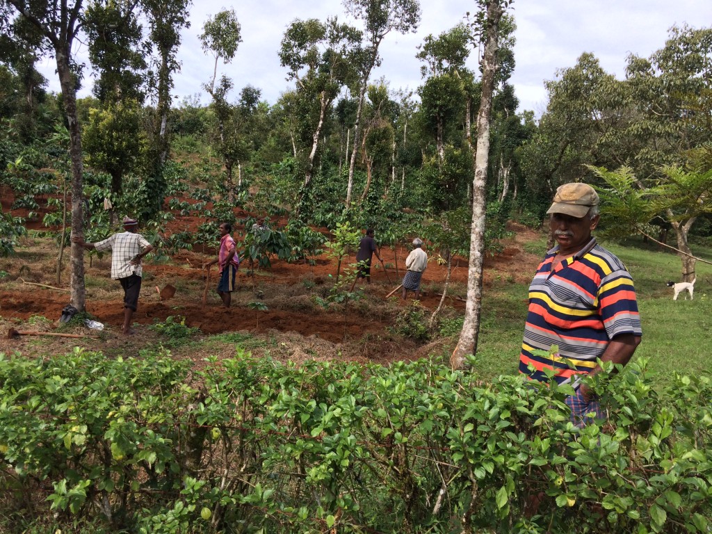 Coffee plantation Coorg