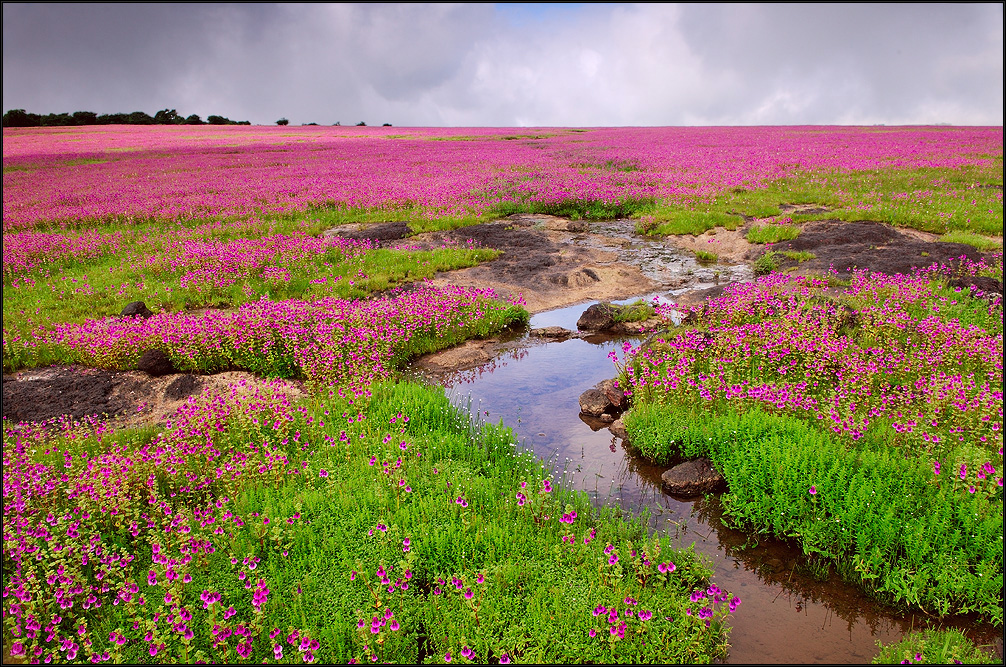 No wonder why Kaas Plateau is known as Maharashtra's Valley of Flowers! (Picture Credit: Ganesh H. Shankar)