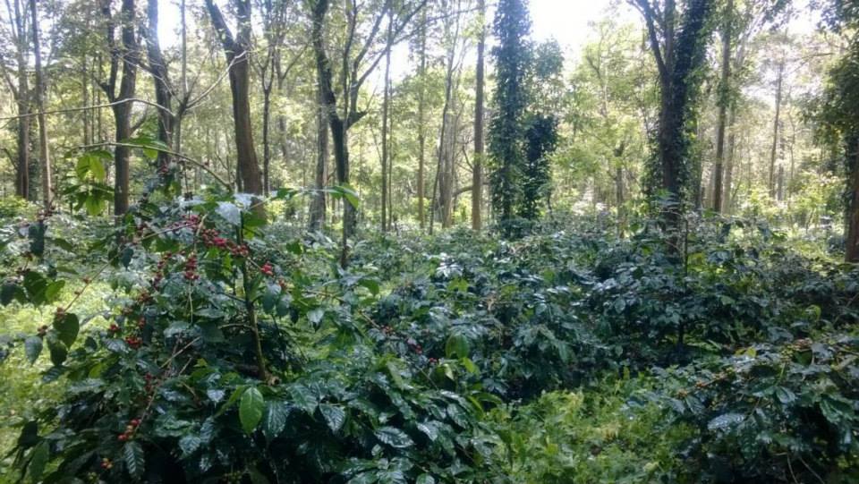 100 acres coffee plantations