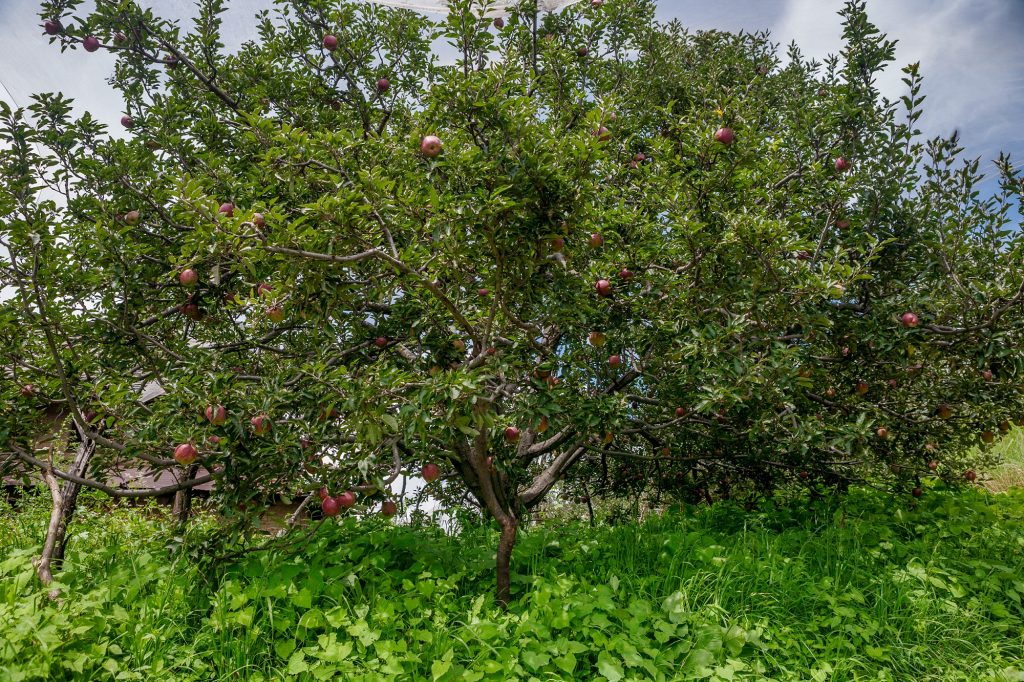 Thanedhar Estate, apple orchards of Himachal Pradesh