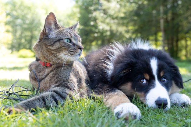 Does your pet love to travel? But no options to take them to? Here are the best pet-friendly getaways near you!