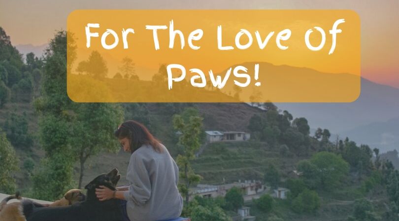 Pet-Friendly Weekend Getaways