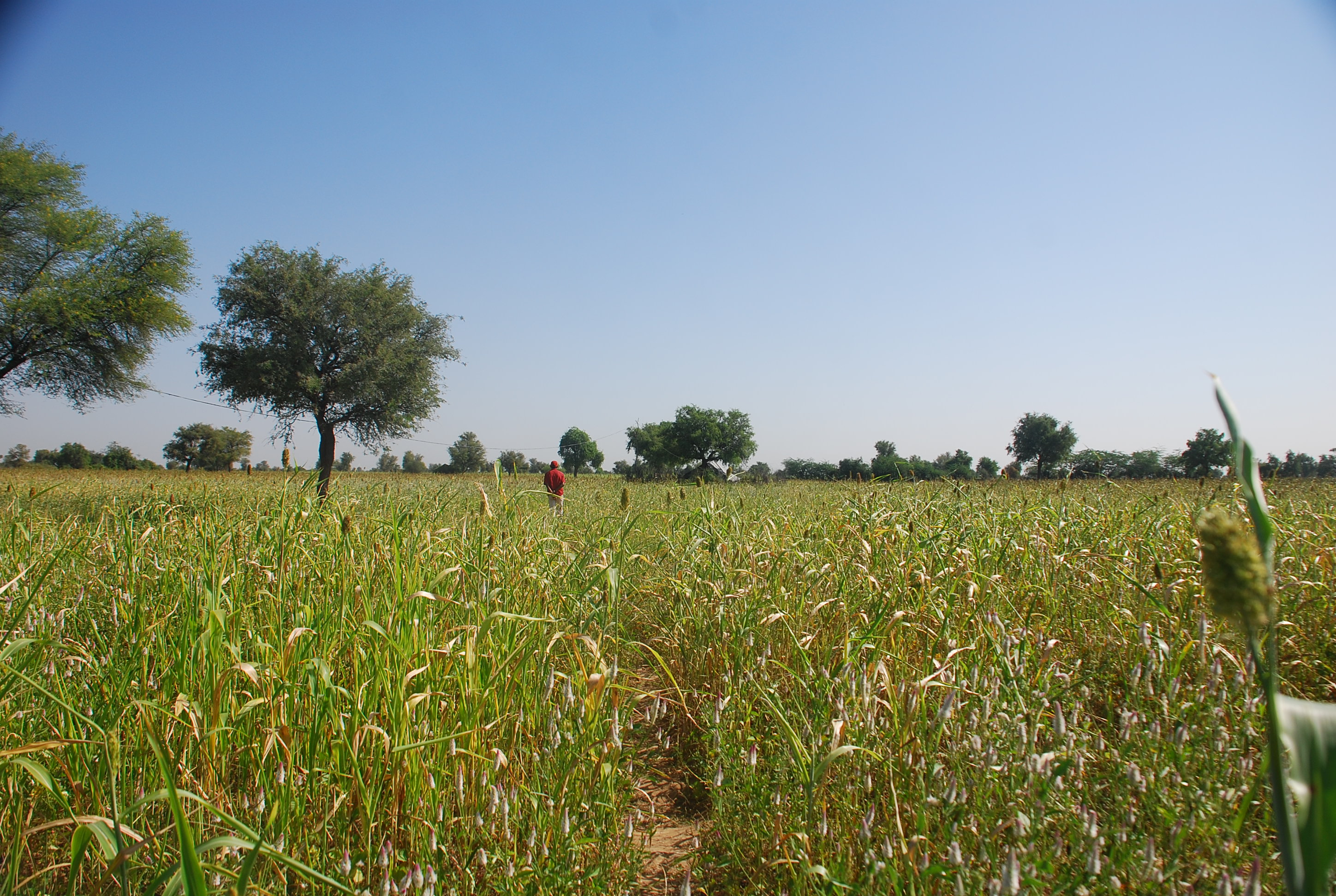 Homestays in Bishnoi