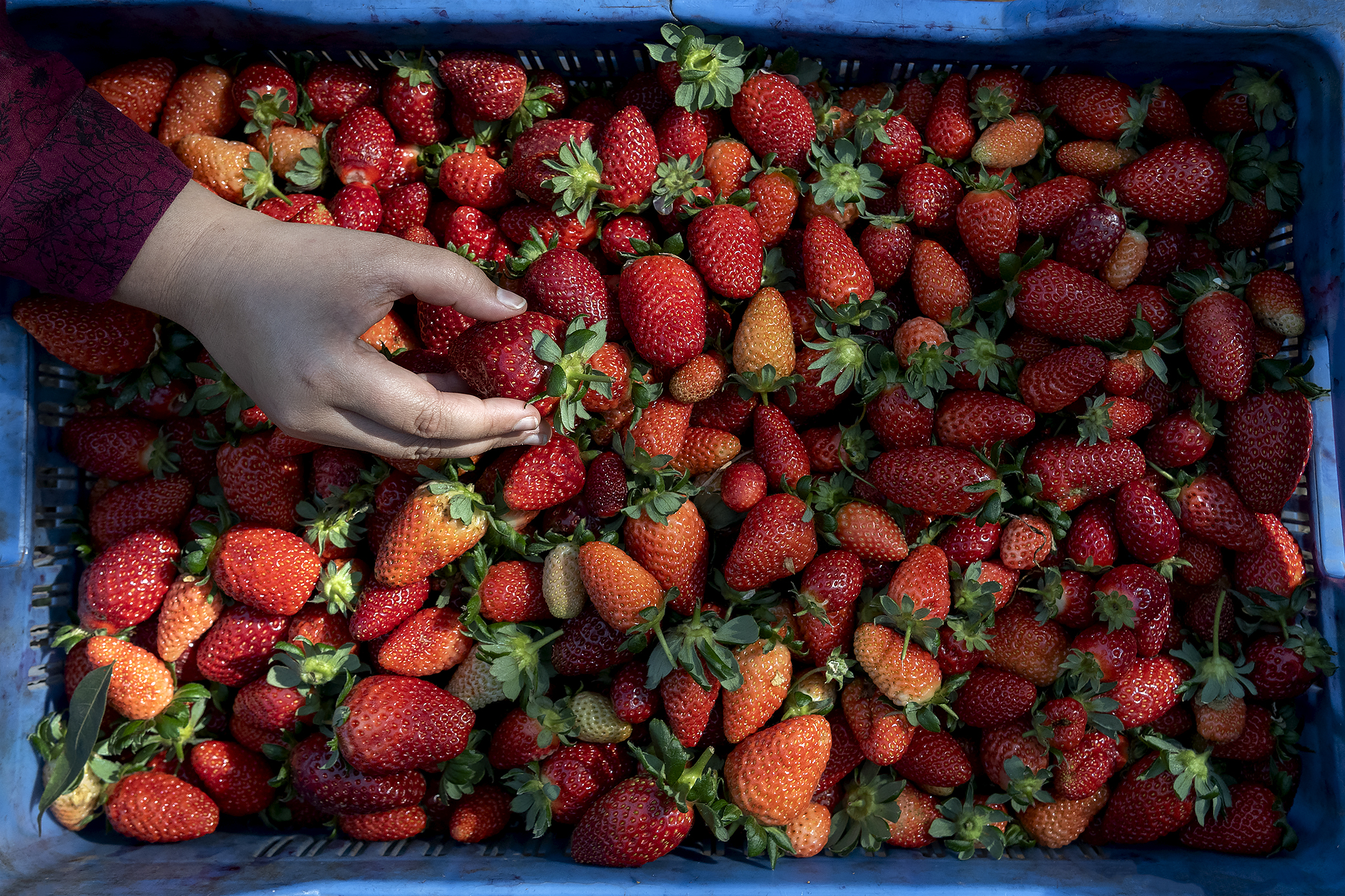 Strawberry Season