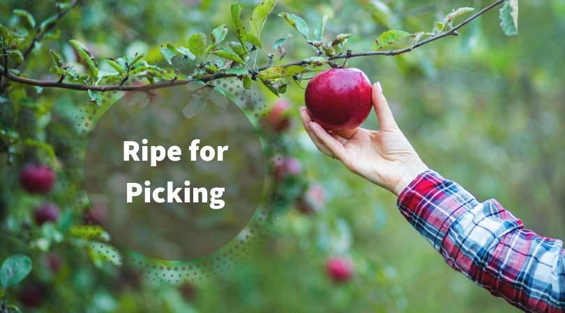 apple orchards of Himachal Pradesh