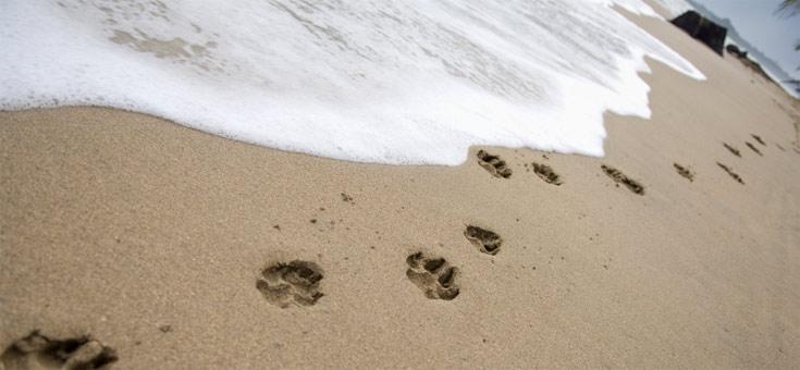 pet friendly holidays