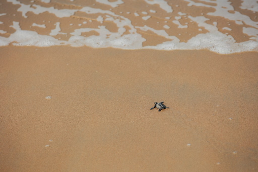 Araqila Resort beach