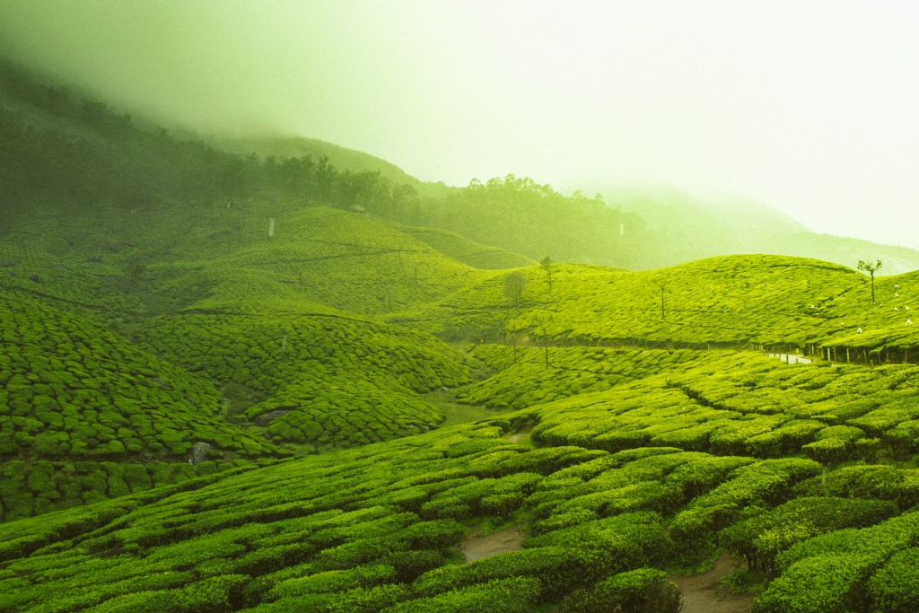 Sunrise over rolling coffee estates in Chikmagalur, Karnataka, with mist filling the valleys in June
