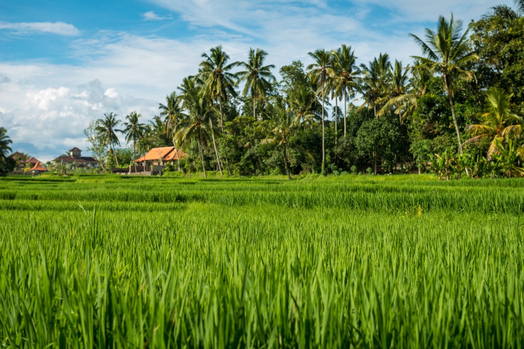 Monsoon-green paddy fields surrounding Pen in Raigad district, Maharashtra
