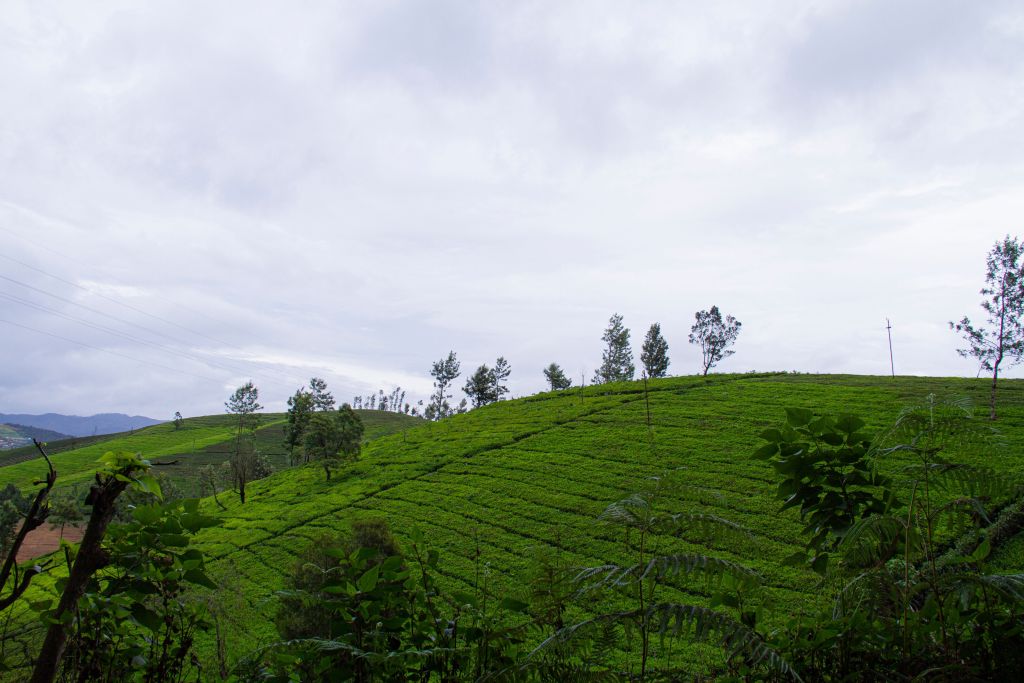 A scenic view of rolling green hills covered with tea plantations under a cloudy sky.
