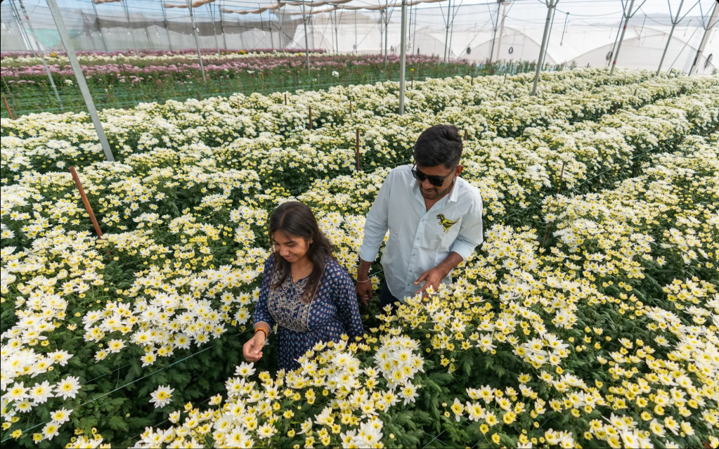 A man and a woman walking through a greenhouse filled with blooming white and yellow flowers, smiling and interacting with the plants.