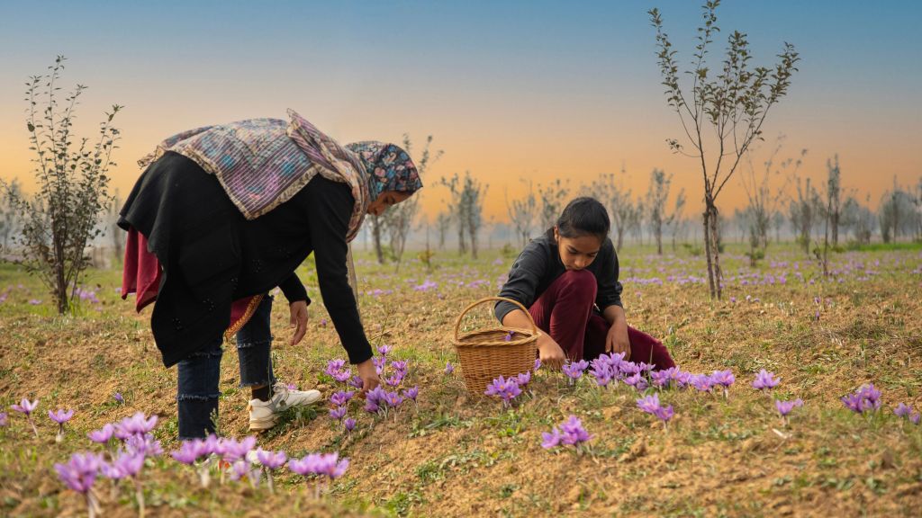 Two women harvesting purple flowers in a field during sunset, with a basket and trees in the background.
